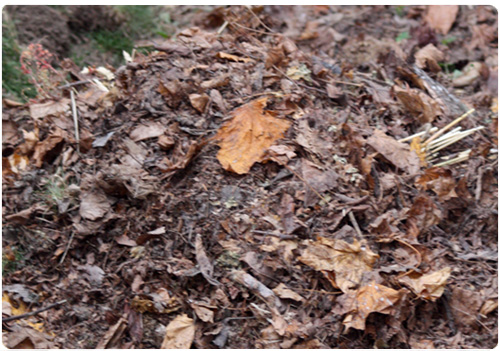 what_to_compost Composting