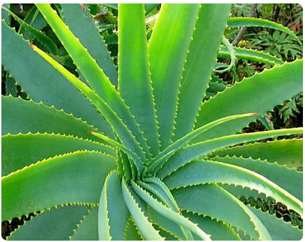 Aloe vera plant, Succulents