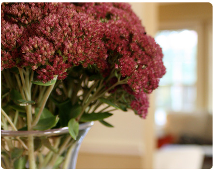 Sedum foliage