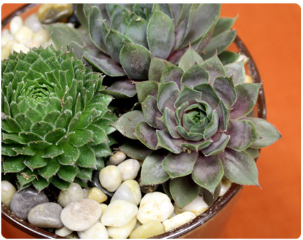 Sempervivum succulent, Hens and Chicks