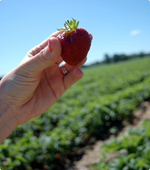 Strawberry Picking